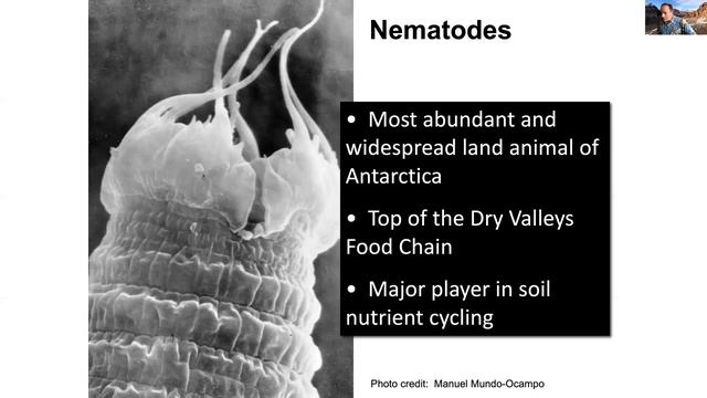 The Charismatic Megafauna of Continental Antarctica by Dr. Byron Adams смотреть онлайн