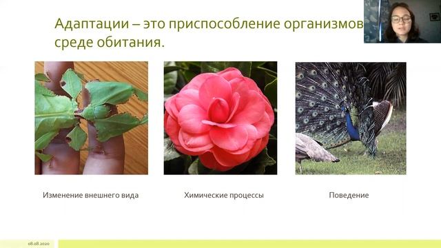 Подготовка к олимпиаде. Лекция 6. Адаптации организмов к окружающей среде смотреть онлайн