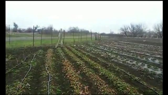 Рассада клубники. Информация тем, кто заказывал и будет заказывать