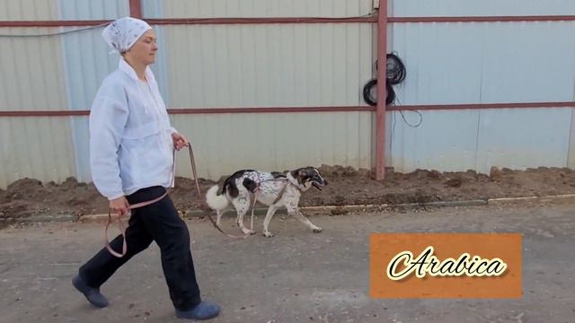 Арабика ищет дом