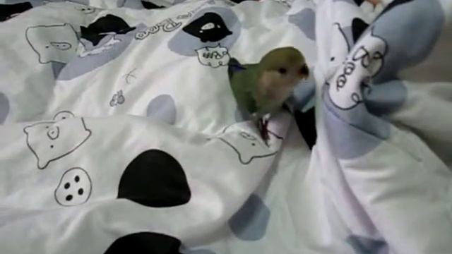 UNO snuggling under the blanket смотреть онлайн