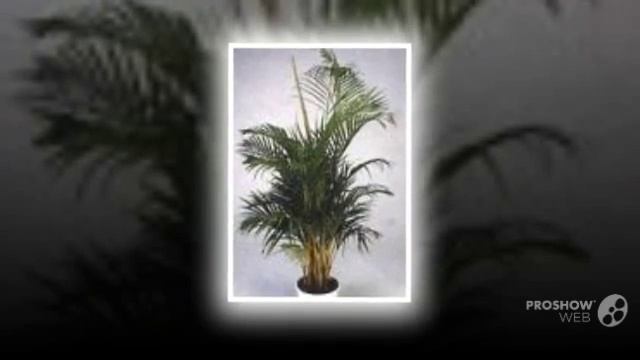 Chrysalidocarpus - garden plants смотреть онлайн