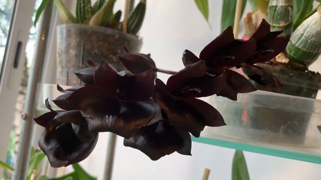 Monnierara Millenium Magic 'Witchcraft'