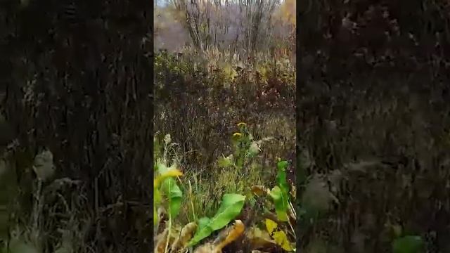 Как найти идеальную пижму:, часть 2 #виталийостровский смотреть онлайн