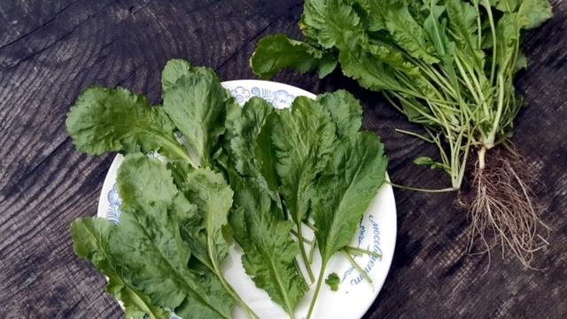 Обзор сорта! Кресс-салат Старый Голландский Dutch Broadleaf Cress смотреть онлайн