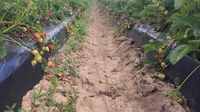 Мощный сорт ранней клубники Вайбрант. Первое плодоношение смотреть онлайн