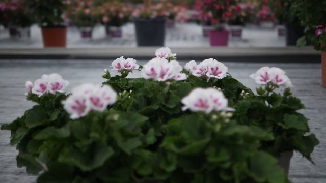 Pelargonium Grandiflorum Elegance Royalty White - Garden Plant with Flowers in spectacular Colours смотреть онлайн