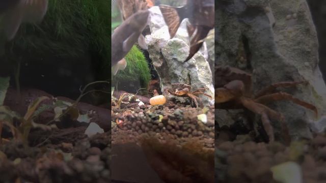 Krab Mekong - Siamthelphusa sp. смотреть онлайн