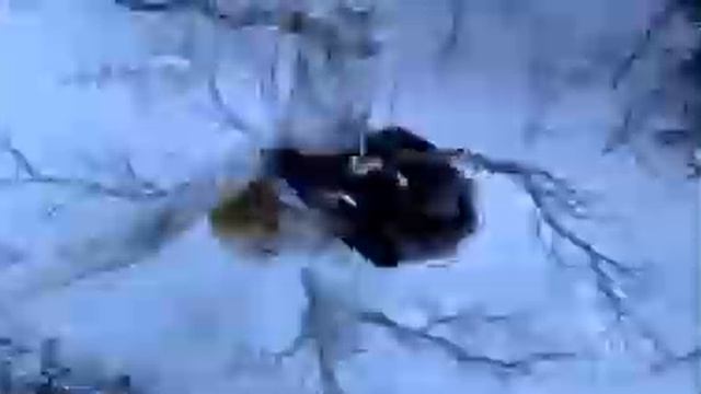 Тигр против человека смотреть онлайн