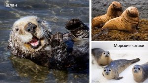 §22 "Океаны" (1), География 7 класс, Полярная звезда