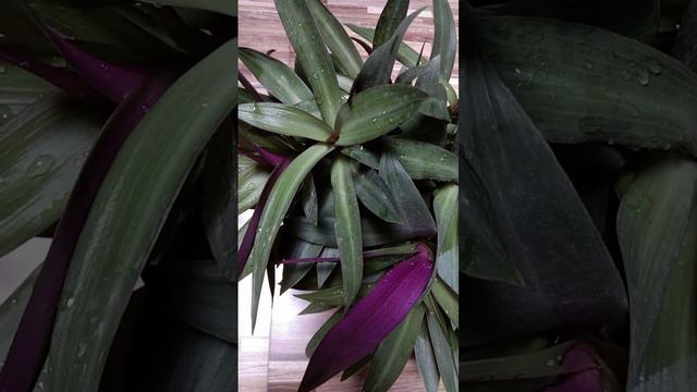 boat Lily plant#viralshort #viral #viral #viralshort #viral смотреть онлайн