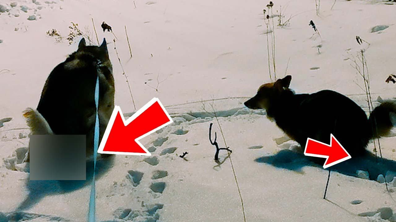 Отомстили злому СОСЕДУ в 3 часа ночи!! (Корги Кекс) Говорящая собака1 смотреть онлайн