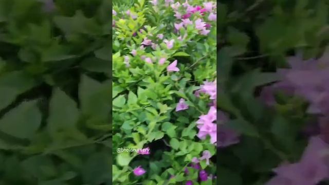 High Flowering Thai Bougainvillea Varieties | Bhola Nursery смотреть онлайн
