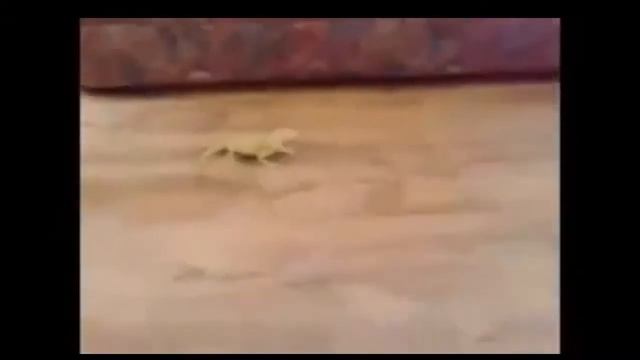 смешные кошки7 смотреть онлайн