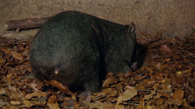 Emotiva revelación de una futura mamá wómbat | Los Irwin | Animal Planet смотреть онлайн