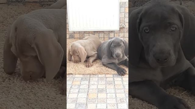 Веймаранер , щенки голубого и серебристого окраса смотреть онлайн