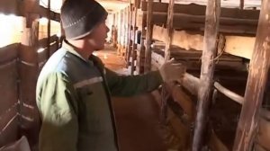 как правильно убивать страусов
