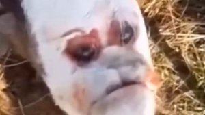 Животные  с человеческим лицом