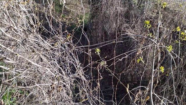 Лабрадор потерял мячик