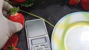 Земляника СИБИЛЛА - прекрасный сорт ксд! Омск,21.06.2023г.