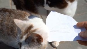 ПИРАТСКИЙ ЧЕЛЛЕНДЖ НАЙДИ КЛАД : ВСЕ СЕРИИ ПОДРЯД! HIDE AND SEEK CHALLENGE