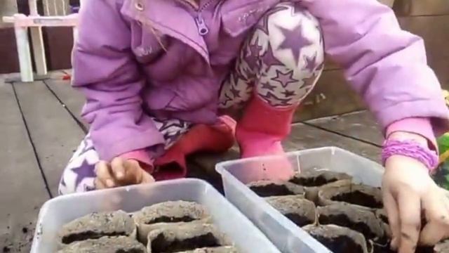 Садим рассаду огурцов в торфяные стаканчики. Готовим с папой ТВ! смотреть онлайн