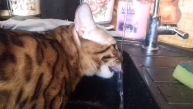 Бенгальский котик пьет воду из-под крана Bengal cat drinks water from the tap смотреть онлайн