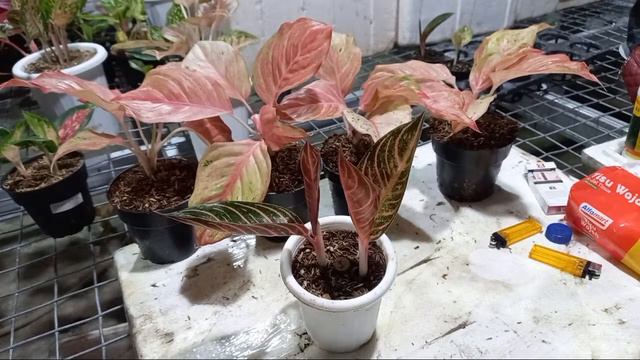 Aglaonema Bidadari