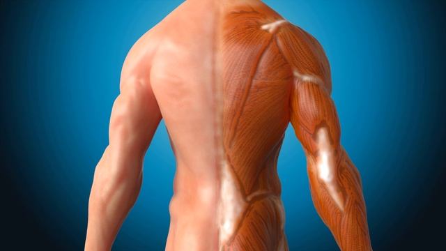 10 Продуктов Для Роста Мышц смотреть онлайн