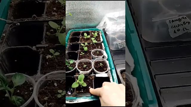 Петуния. Как сею и чем удобряю? смотреть онлайн