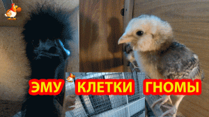 Цыплята и страусята Эму + Новые Клетки ?? Гномы подрастают и готовятся к переезду