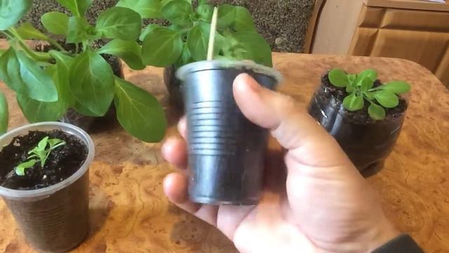 Петуния . Правда и ложь смотреть онлайн