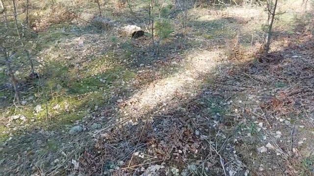 ПЕРВАЯ МЕТАЛЛОЭКСПЕДИЦИЯ С НОЧОВКОЙ В ЛЕСУ В ЭТОМ ГОДУ | МЕТАЛЛОКОП ПО БЫВШЕЙ ЖД смотреть онлайн
