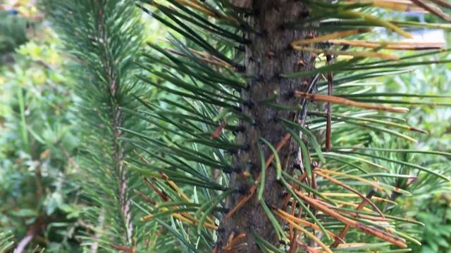 О ШЮТТЕ СОСНЫ/МЕТОДЫ БОРЬБЫ/ЛЕЧЕНИЕ/ПОЧЕМУ ХВОЯ ЖЕЛТЕЕТ? смотреть онлайн