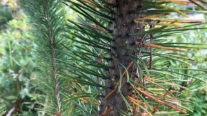 О ШЮТТЕ СОСНЫ/МЕТОДЫ БОРЬБЫ/ЛЕЧЕНИЕ/ПОЧЕМУ ХВОЯ ЖЕЛТЕЕТ?