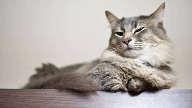 7 Reasons You Should NOT Get a Munchkin Cat смотреть онлайн