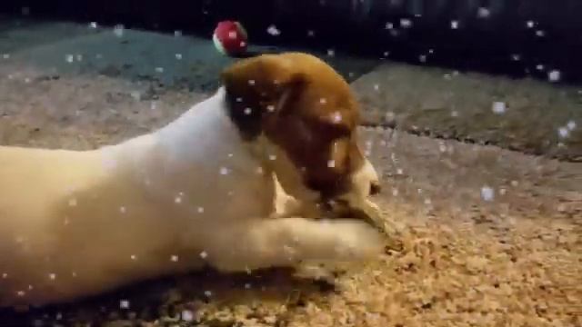 Джек Рассел терьер чистит зубки..Игрушки для щенка. смотреть онлайн