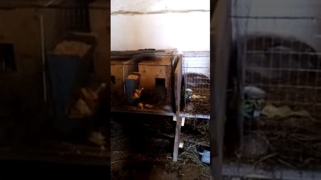 Кролики Фландр. Горажное содержание. смотреть онлайн