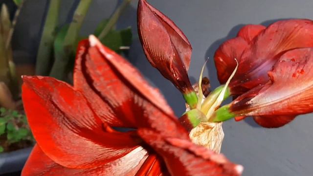 AMARYLLIS CARMEN #гиппеаструм #amaryllis смотреть онлайн