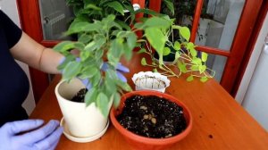 Фикус. Пересадка молодого фикуса Бенджамина.
