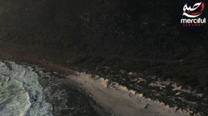 Ясин суроосу ишин журушот, коз тийуудон, оорудан, жинден сактайт. уйду тазалайт.