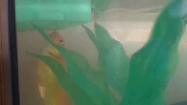 Кометы и тернеции, новая огромная комета.