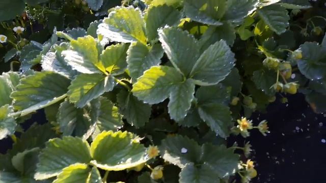 Сорт клубники Сенсация смотреть онлайн