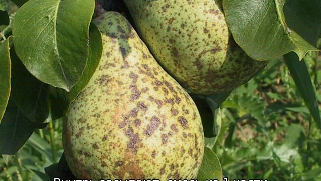 Груша Вильямс — описание сорта смотреть онлайн