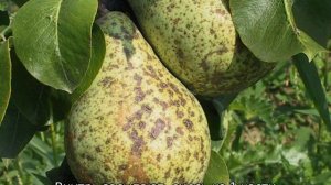 Груша Вильямс — описание сорта