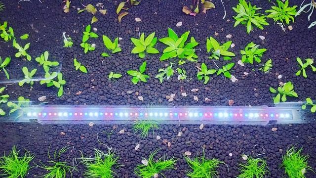 Мой отзыв о светильнике Aquael Leddy slim plant смотреть онлайн