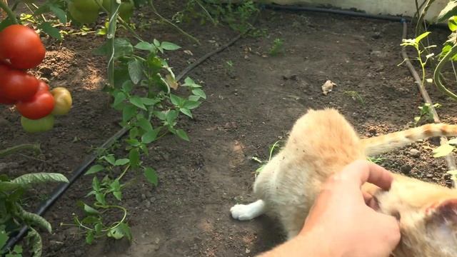 Томаты в теплице ОБЗОР. ЛУЧШИЕ Помидоры в теплице - ВОЛОВЬЕ сердце, кристал и пинк кристал смотреть онлайн