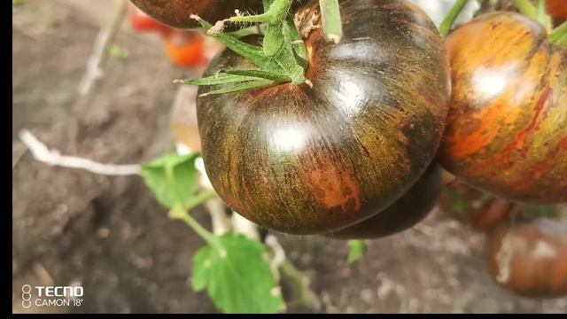 Обзор коллекционных томатов в теплице 6 августа 2023 года. смотреть онлайн