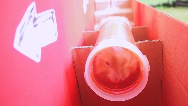 Забавные хомячки. Смешные моменты. Сборник #5 смотреть онлайн
