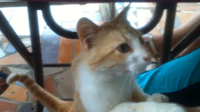 Голодный Кот из Анапы